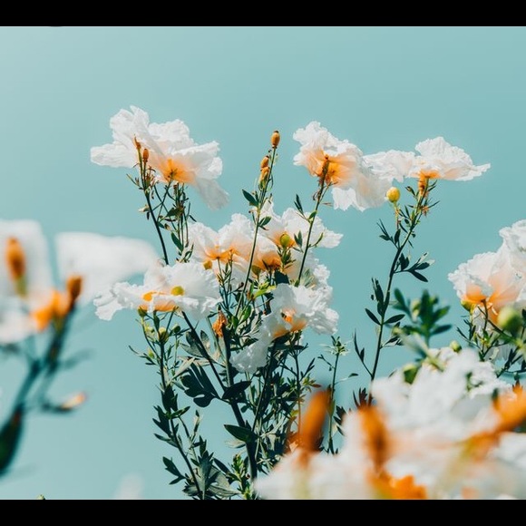 Meet your Posher, Sophia - Picture 1 of 1